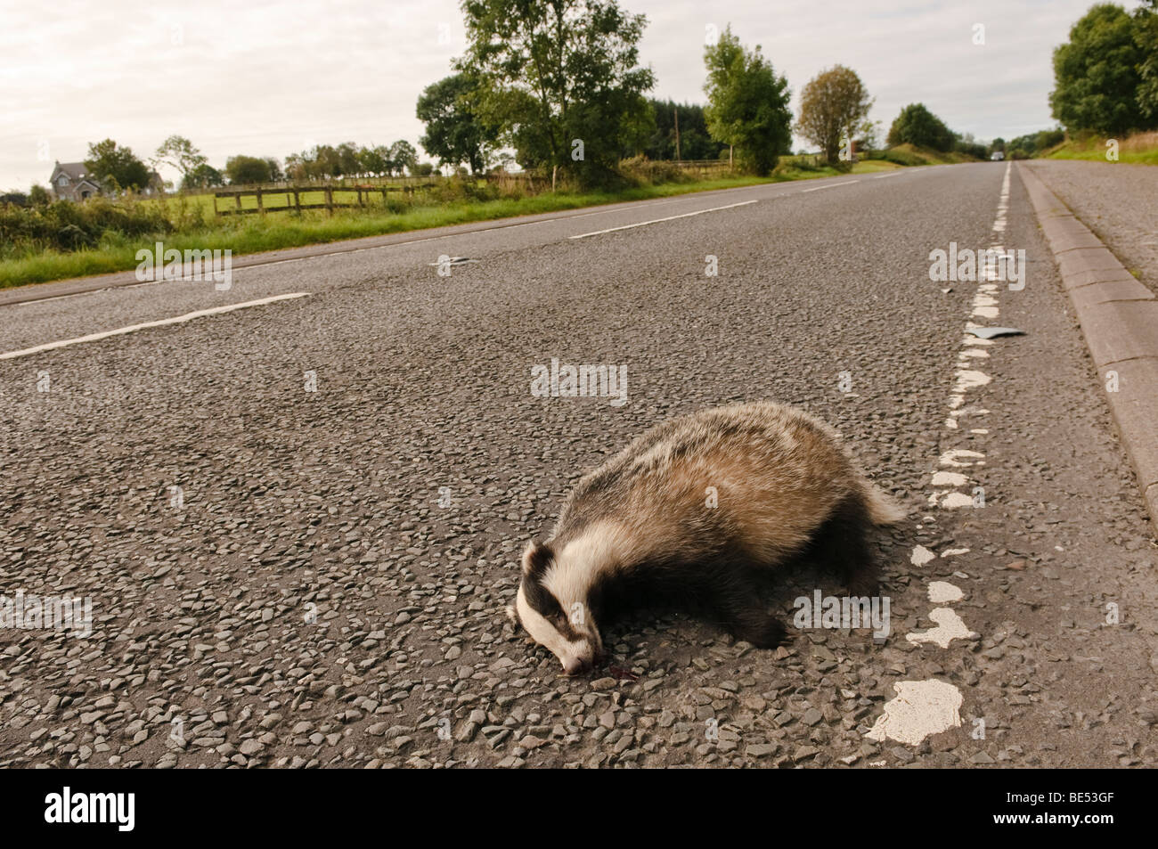 Dead badger on a country road Stock Photo Alamy