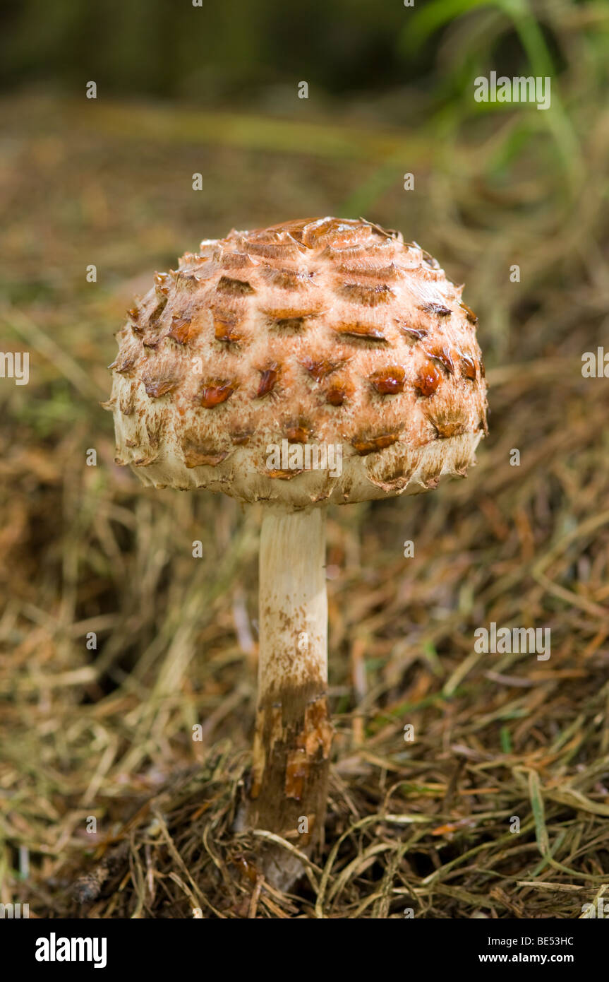 Shaggy Parasol, Macrolepiota rhacodes, fungus; young fruiting body Stock Photo