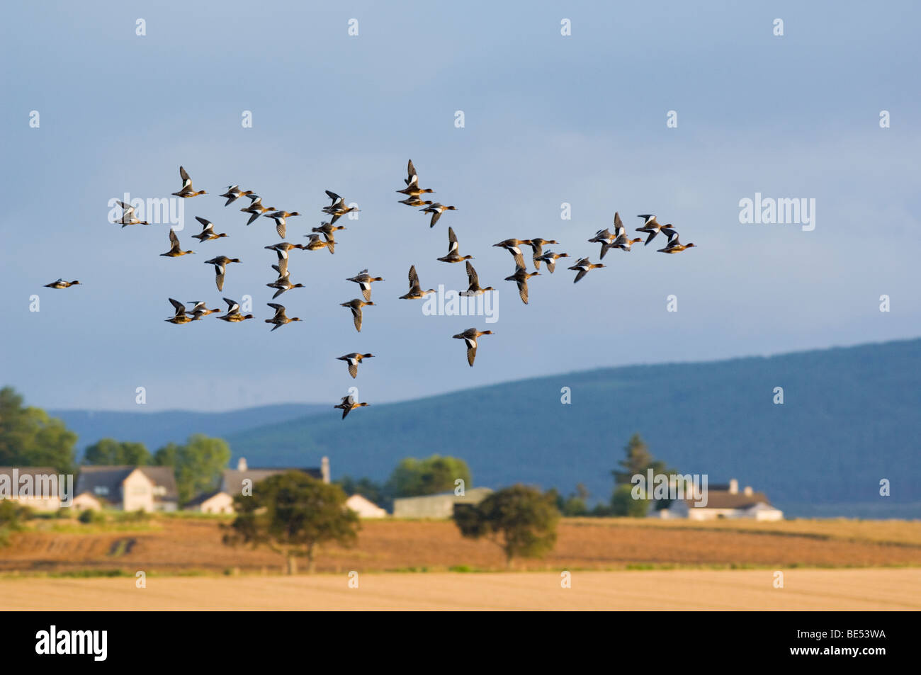 Flock of Wigeon, Anas penelope, flying over farmland by the Cromarty Firth. Stock Photo