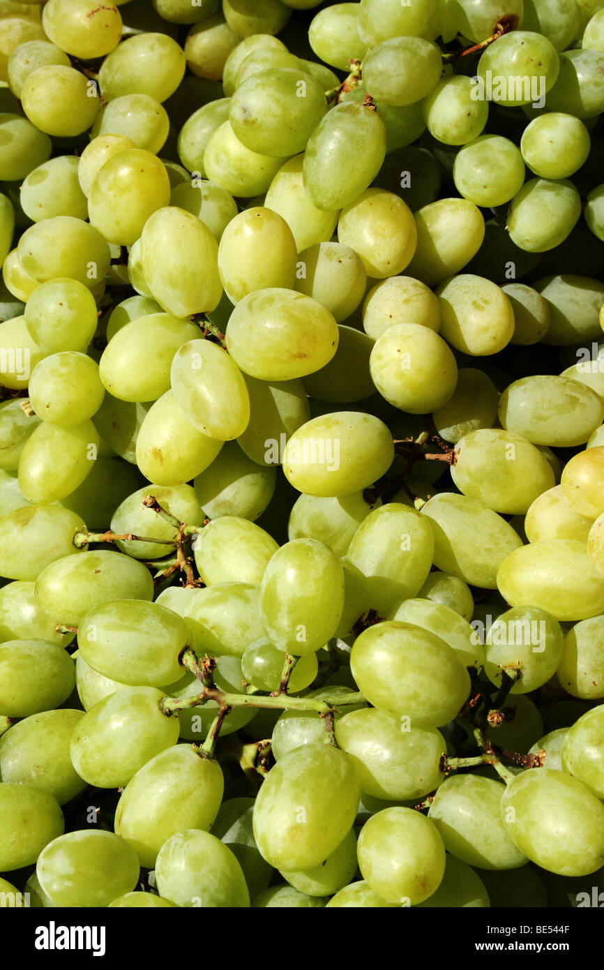 White or Green Grapes Vitis vinifera Family Vitaceae from the Common Grape Vine Stock Photo