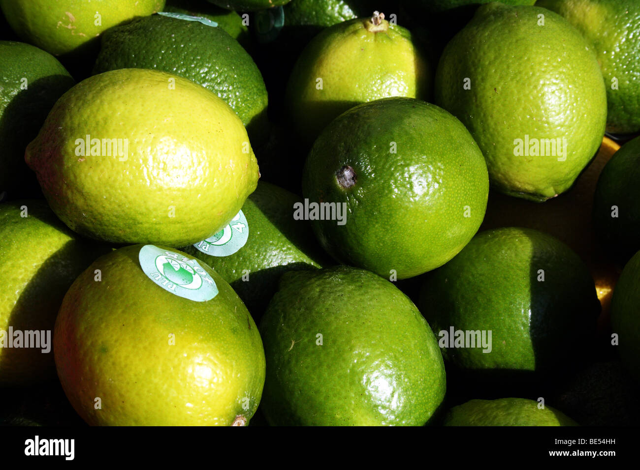 Green Limes Family Rutaceae The Lime is a Citrus Fruit Stock Photo