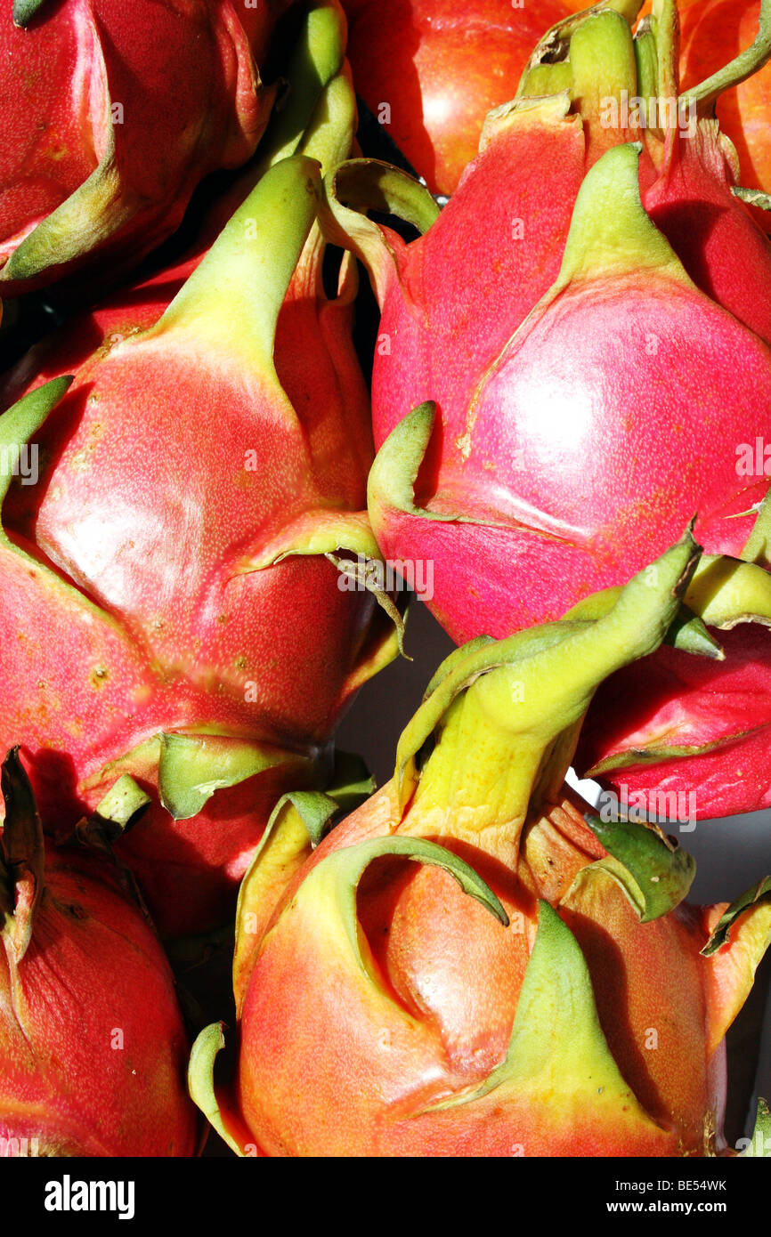 Dragon Fruit Pitaya Hylocereus undatus Family Cactaceae also known as the Strawberry Pear an edible fruit of the Cacti Family Stock Photo