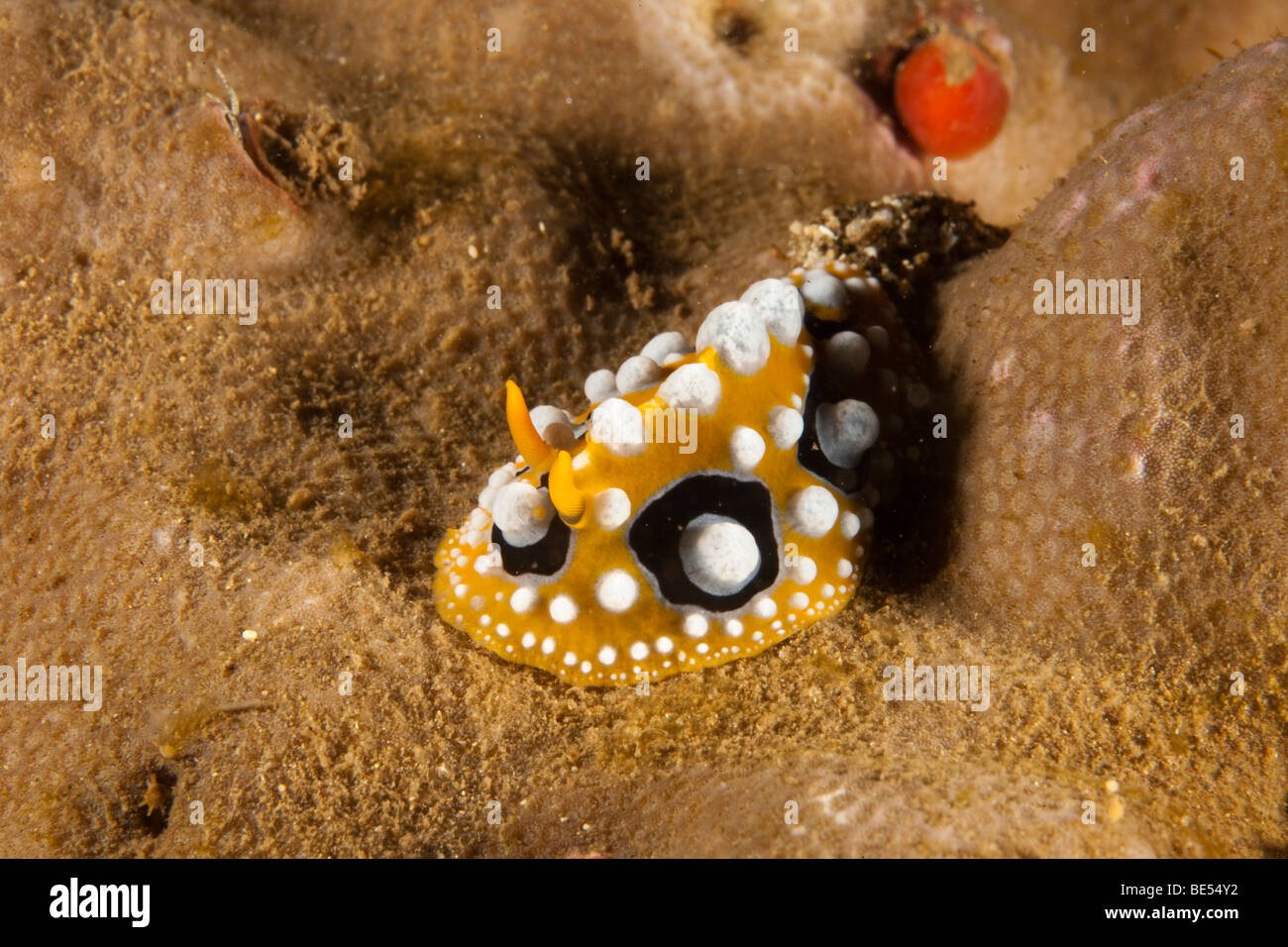 Ocellate nudibranch (Phyllidia ocellata), Indonesia, Southeast Asia Stock Photo
