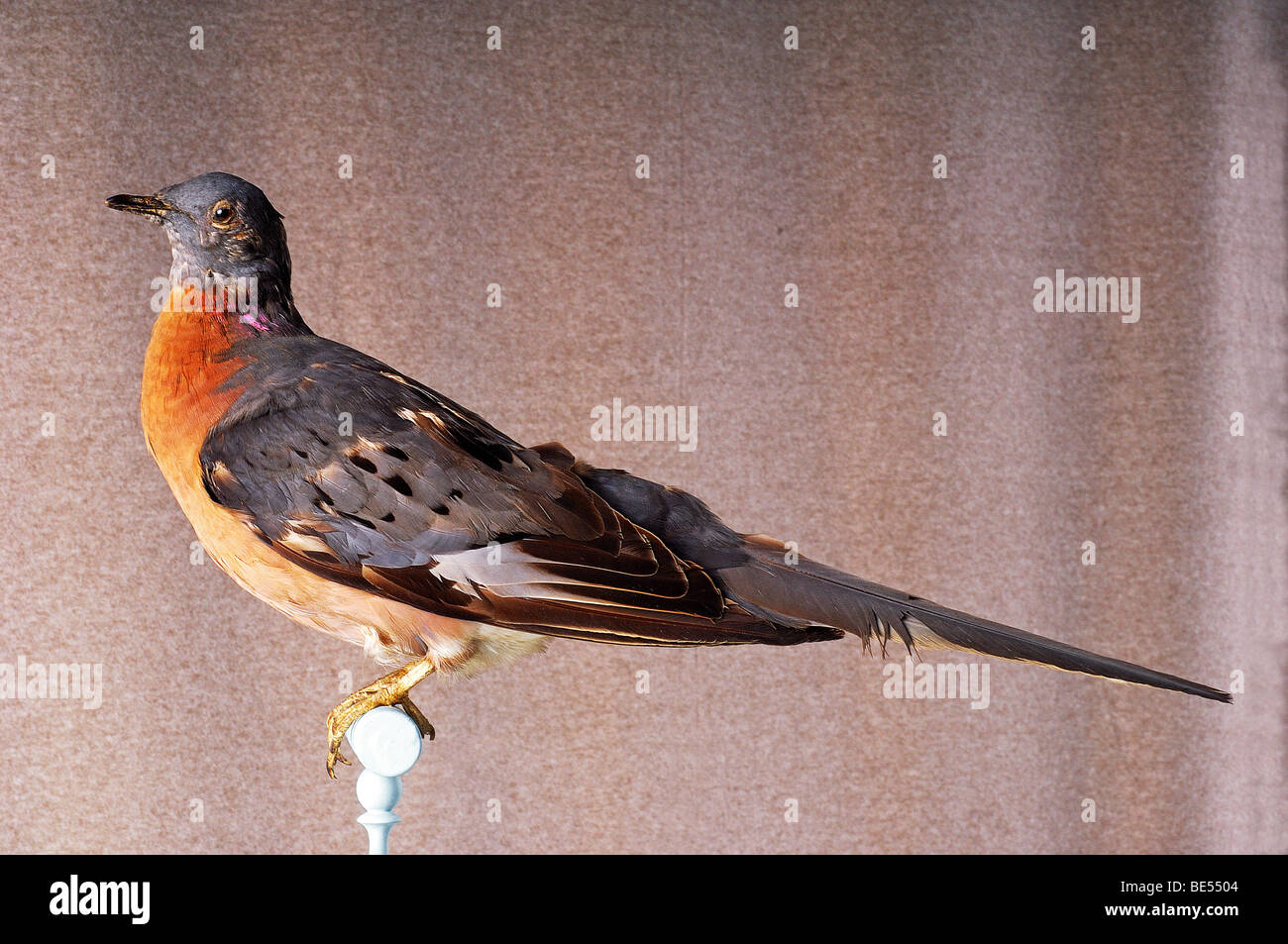 museum: Passenger pigeon / Ectopistes migratorius Stock Photo