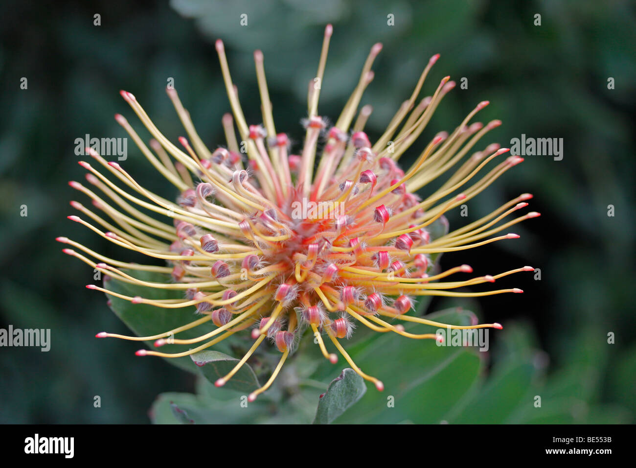 Ribbon Pincushion (Leucospermum tottum) flower close-up Stock Photo - Alamy