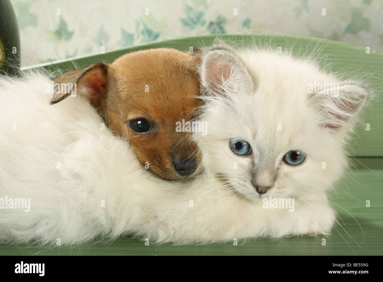animal friendship: Sacred cat of Burma kitten and Russian Toy Terrier puppy - smooching Stock Photo