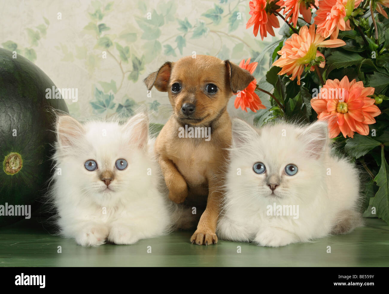animal friendship: two Sacred cats of Burma kittens and Russian Toy Terrier puppy - lying Stock Photo