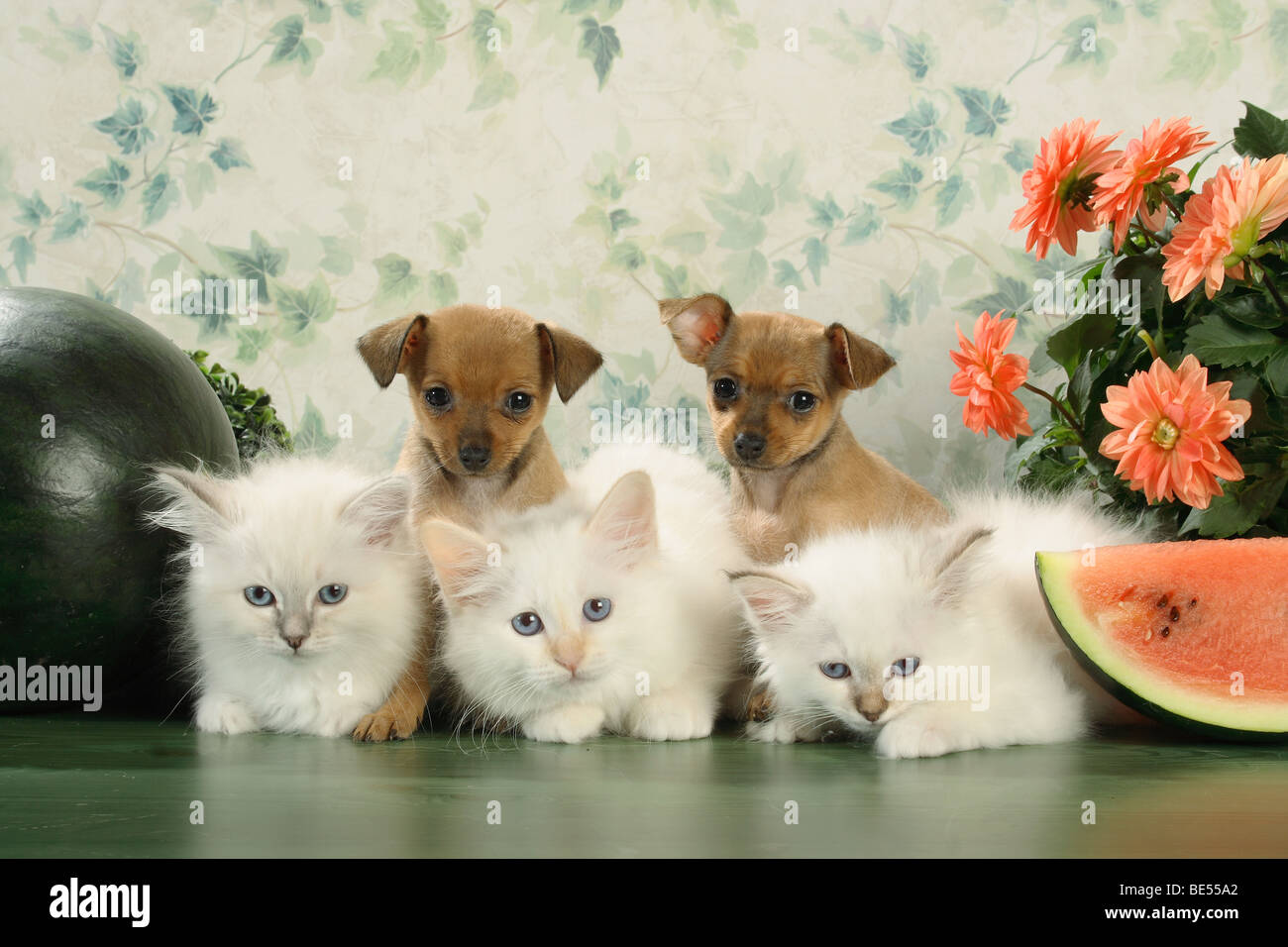 Moksha Cat Icon 512×512 3 Dogs 2 Cats – 3 Dogs 2 Cats