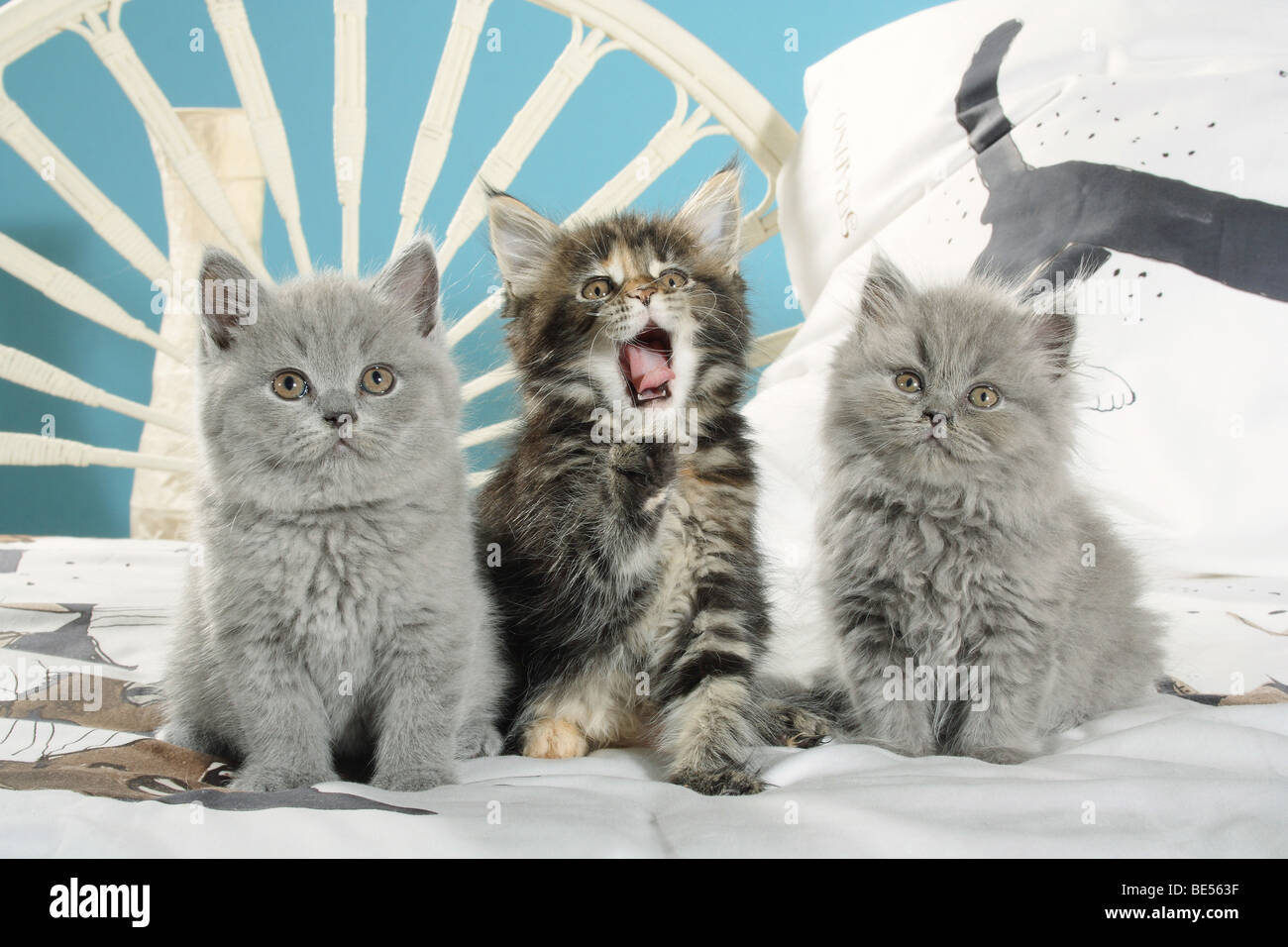 British Shorthair Kitten Maine Coon Kitten And Highlander Kitten
