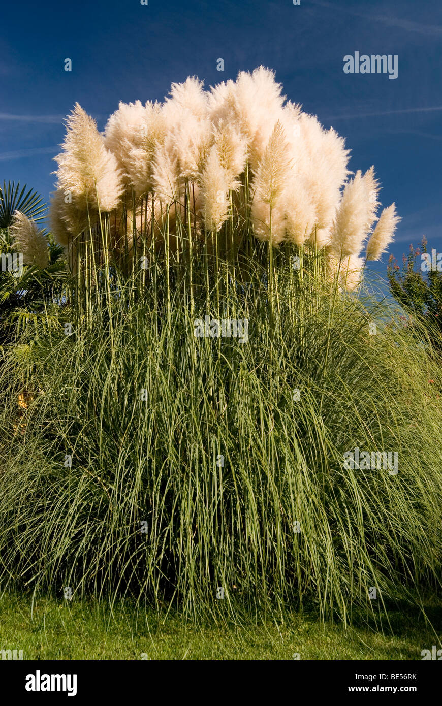 Pampas grass garden hires stock photography and images Alamy