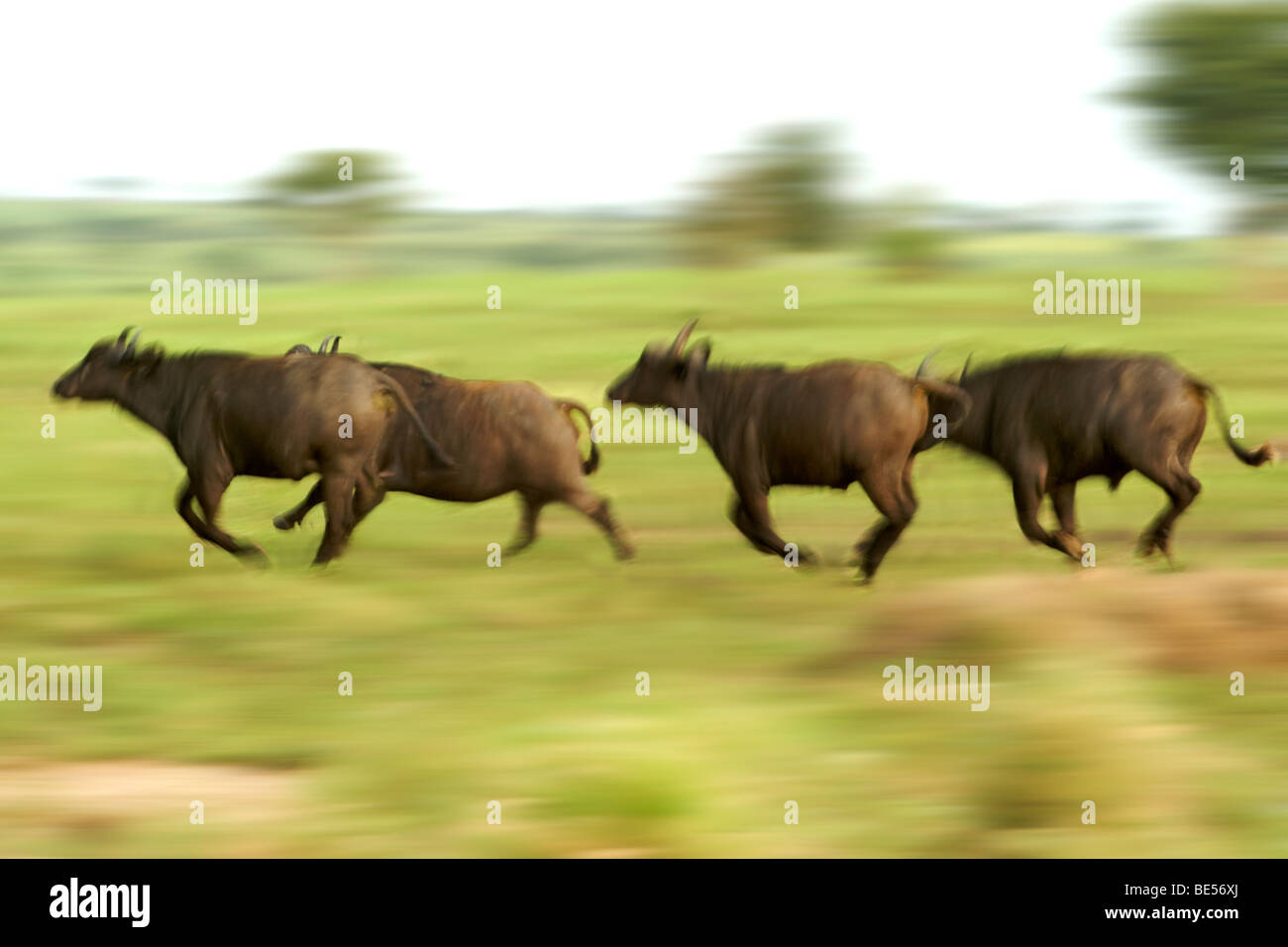 Buffalo herd running in Murchison Falls National Park in Uganda. Stock Photo