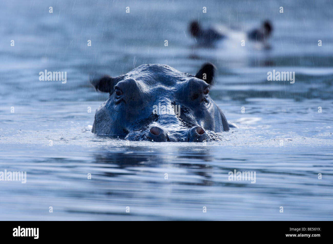 Hippopotamus (Hippopotamus amphibius), Okavango Delta, Botswana Stock Photo