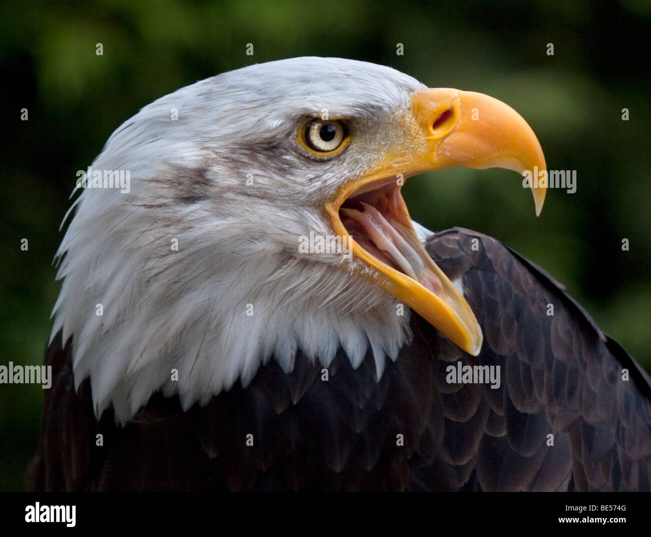 Alaskan Bald Eagle (haliaeetus leucocephalus) Stock Photo