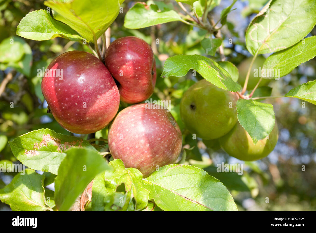 Apples (Malus domestica) from organic farming Stock Photo