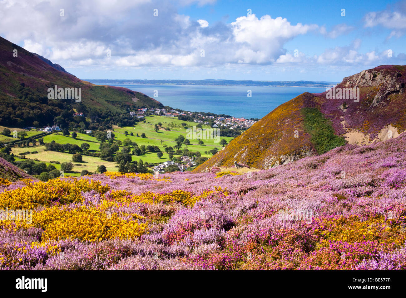 Sychnant pass near Conwy Wales is a local beauty spot admired by tourists and locals for its profusion of heather and gorse. Stock Photo