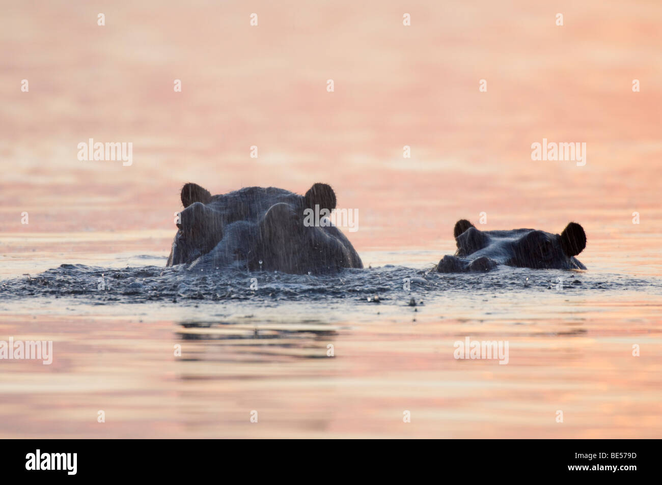 Hippopotamus (Hippopotamus amphibius), Okavango Delta, Botswana Stock Photo