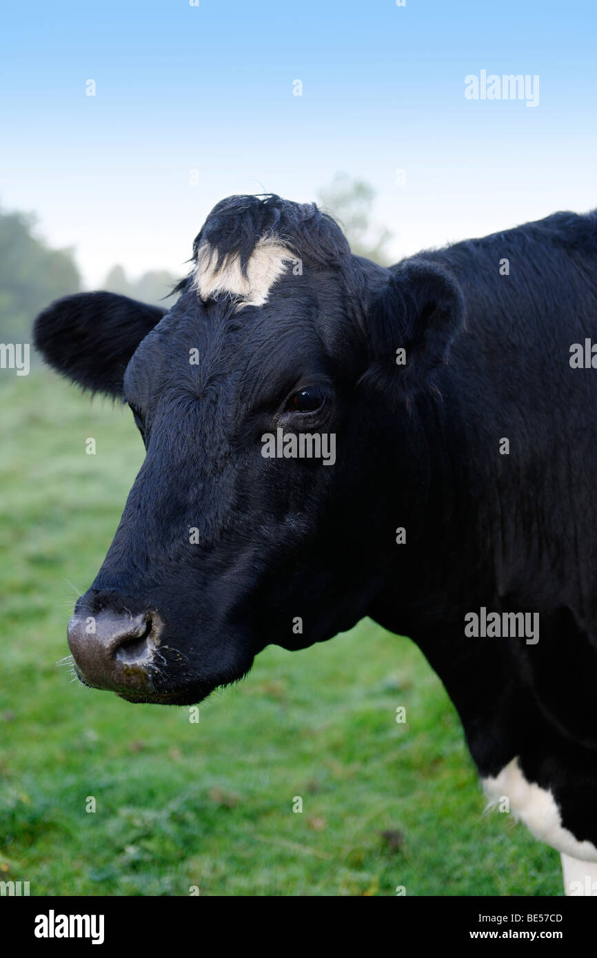 Dairy Cow - Friesian's  Head Stock Photo