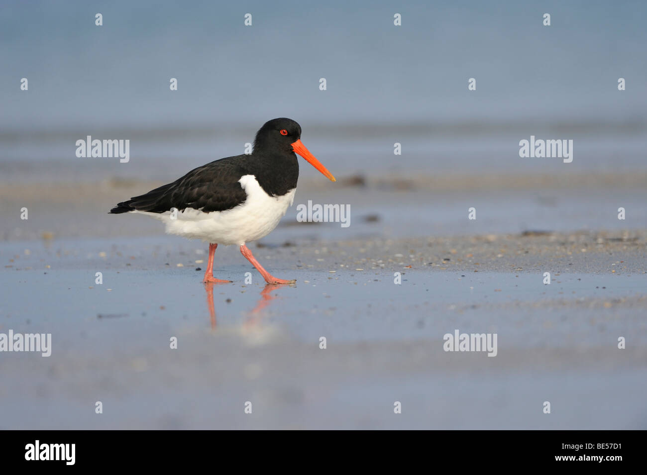 Eurasian Oystercatcher (Haematopus ostralegus Stock Photo - Alamy
