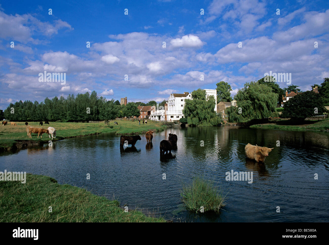 Cattle cooling in Mill Pond Sudbury Stock Photo