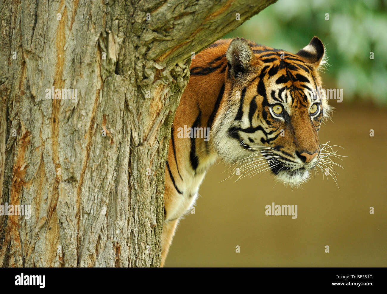 Sumatran tiger (Panthera tigris sumatrae) Stock Photo