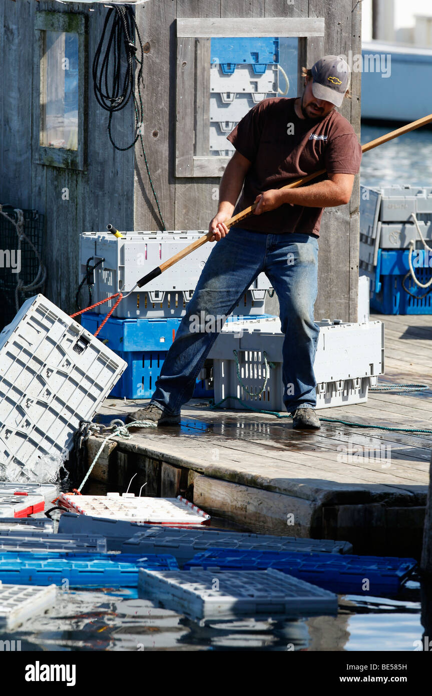 A lobsterman hauls a crate of lobsters at an off loading dock, Owls