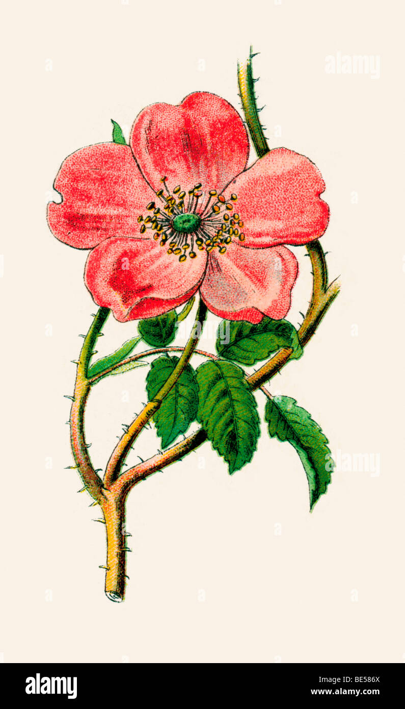 Alpine Rose, historical illustration from: Palitzsch: Pflanzenbuch, Plant Book, 1910, p. 53 Stock Photo