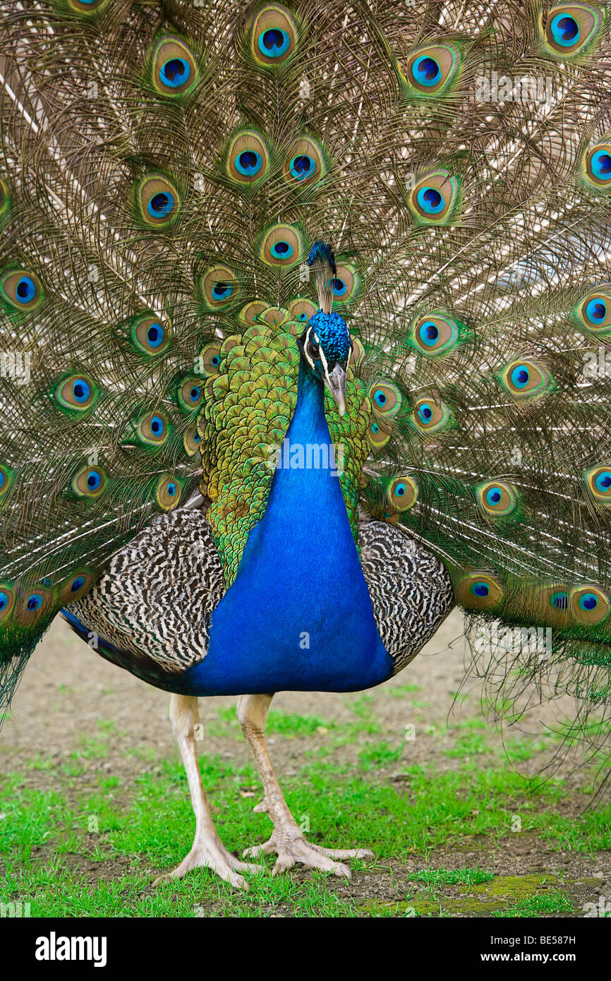 male peacocks