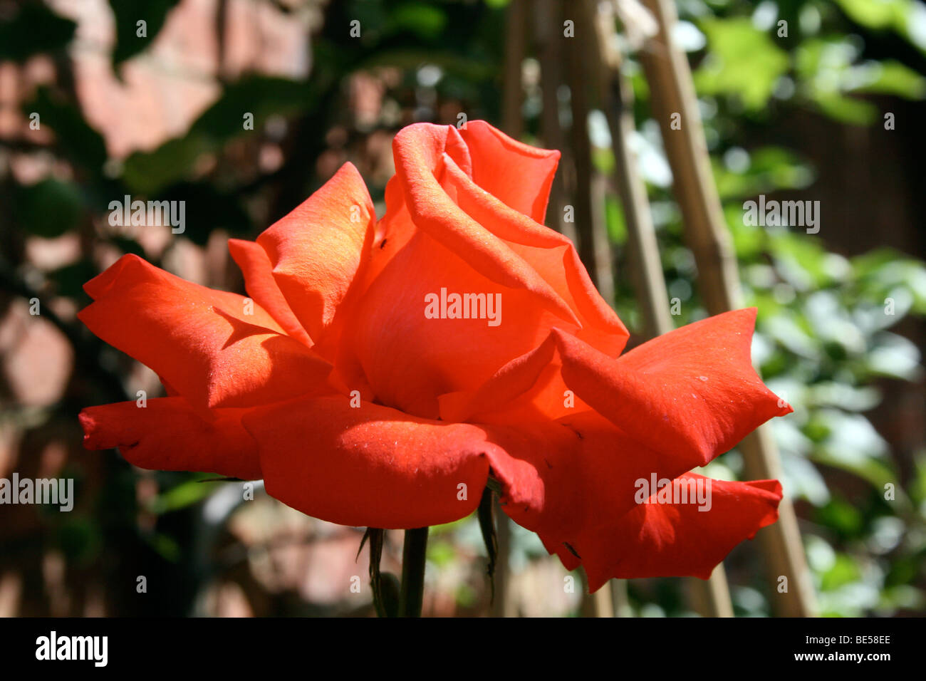 English rose orange hi-res stock photography and images - Alamy