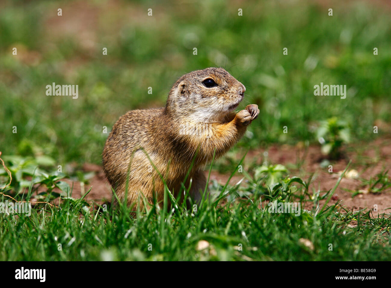 European Ground Squirrel (Citellus citellus, Spermophilus citellus ...