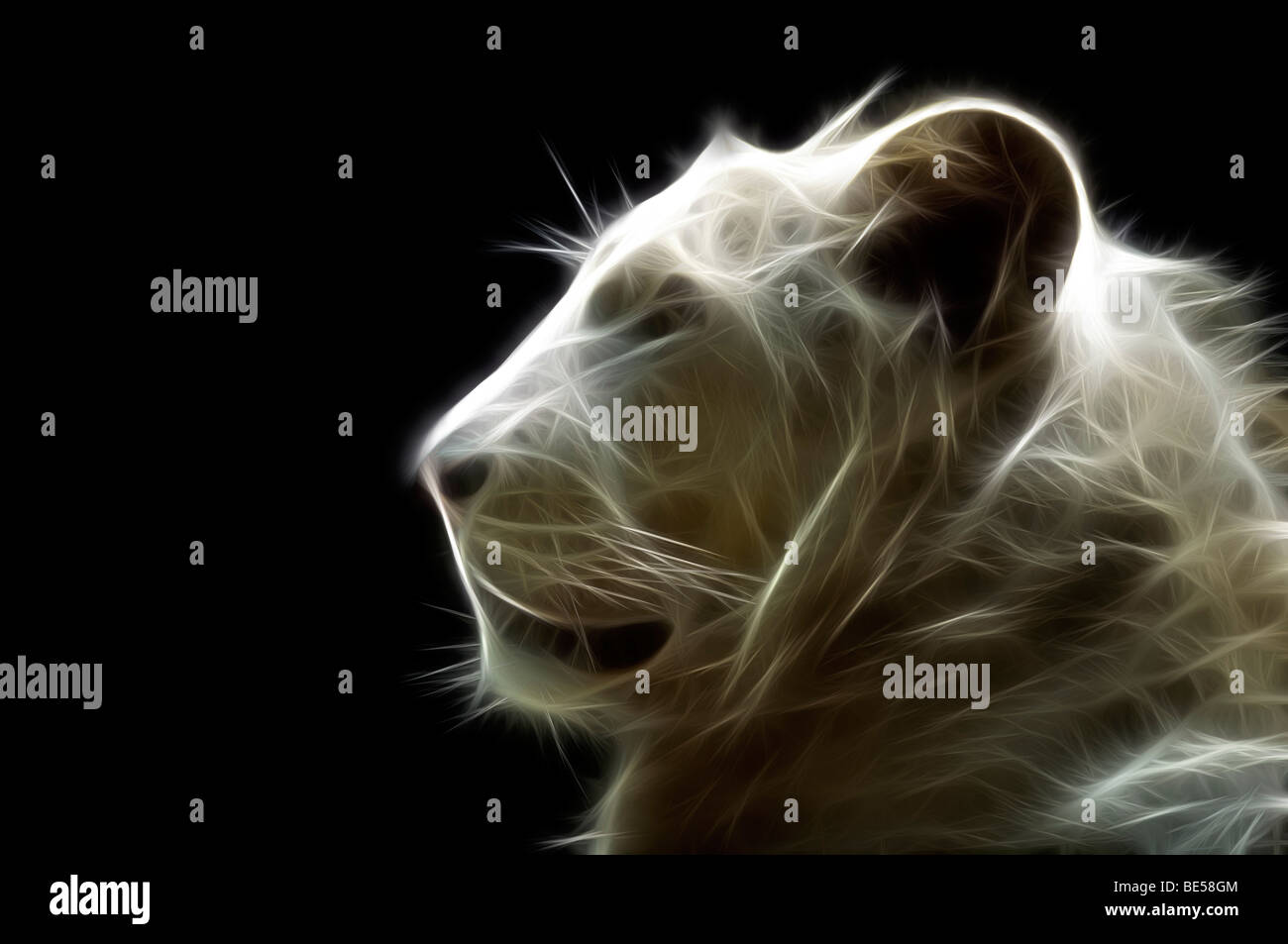 A digitally illustrated head of a white lion (Panthera leo). Portrait d'un lion blanc ( Dessin assisté par ordinateur). Stock Photo
