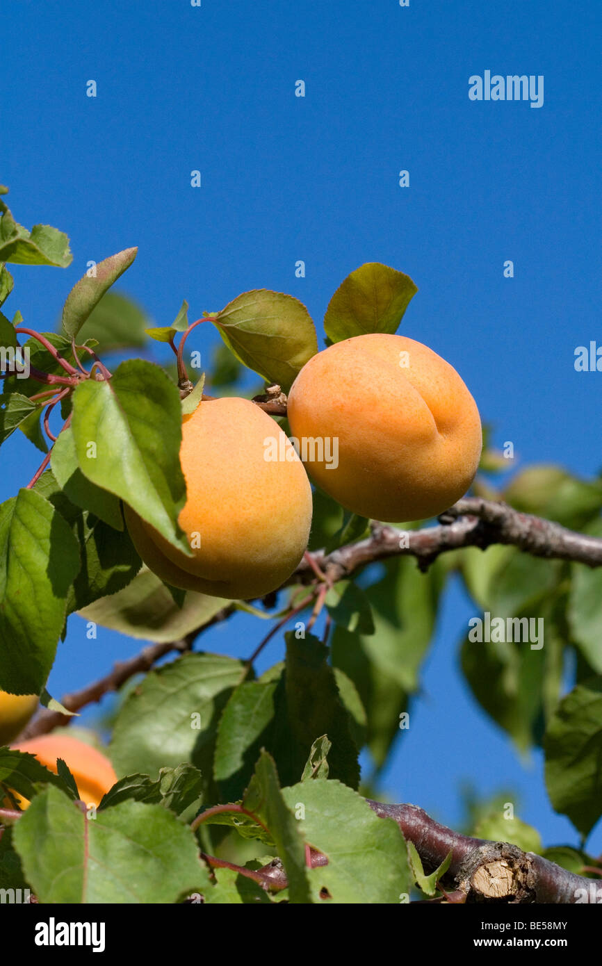Ripe apricots grow on the tree in Oregon, USA. Stock Photo