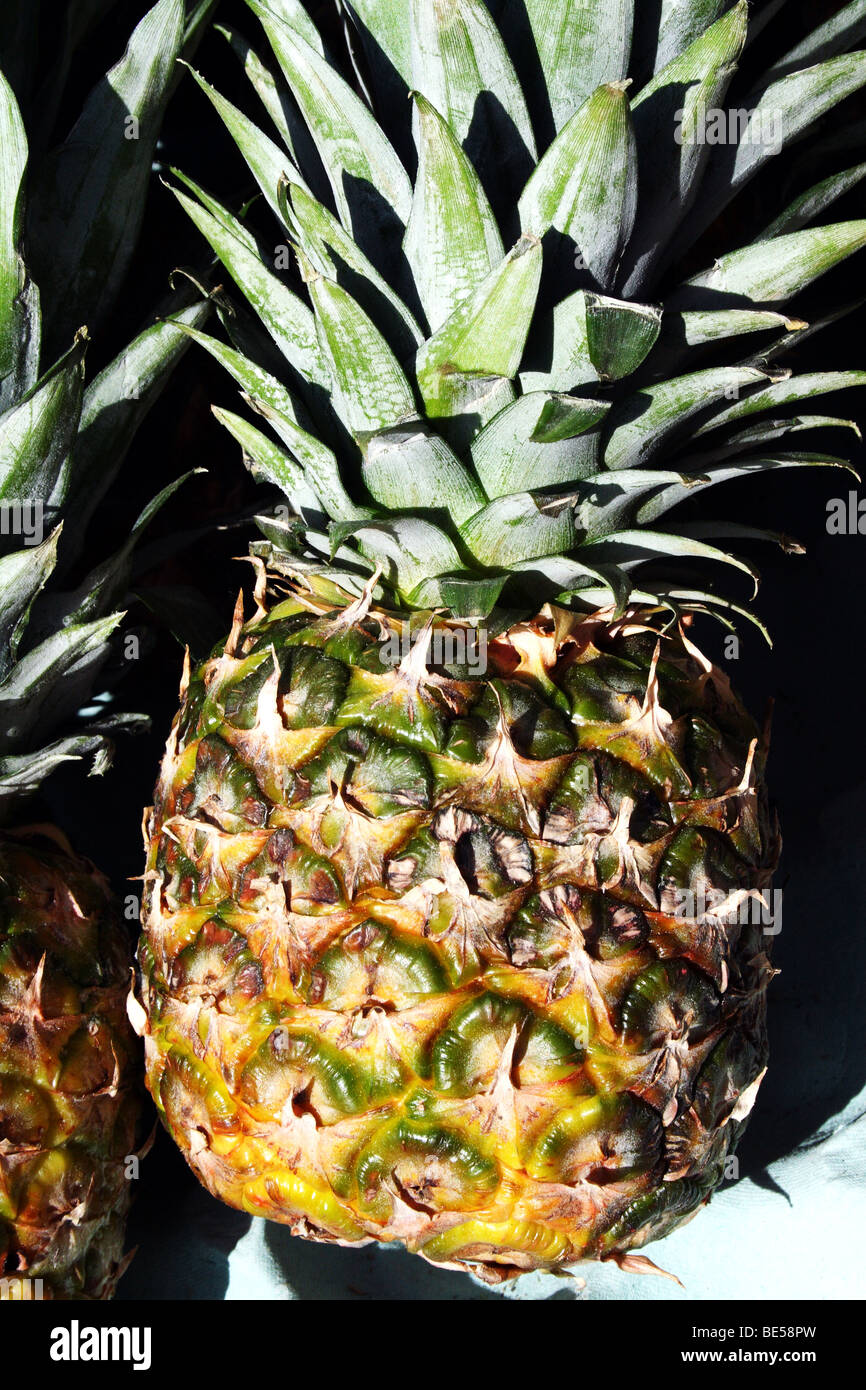 Pineapple Fruit Ananas comosus Family Bromeliaceae Stock Photo Alamy