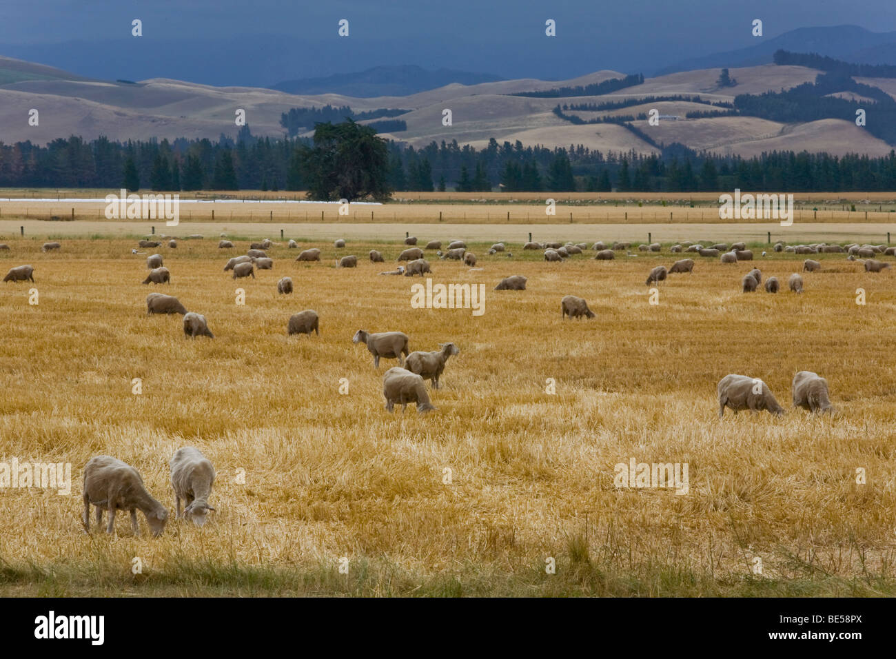Grazing sheep (Ovis orientalis Aries) in a golden field, Mouse Point, South Island, New Zealand Stock Photo