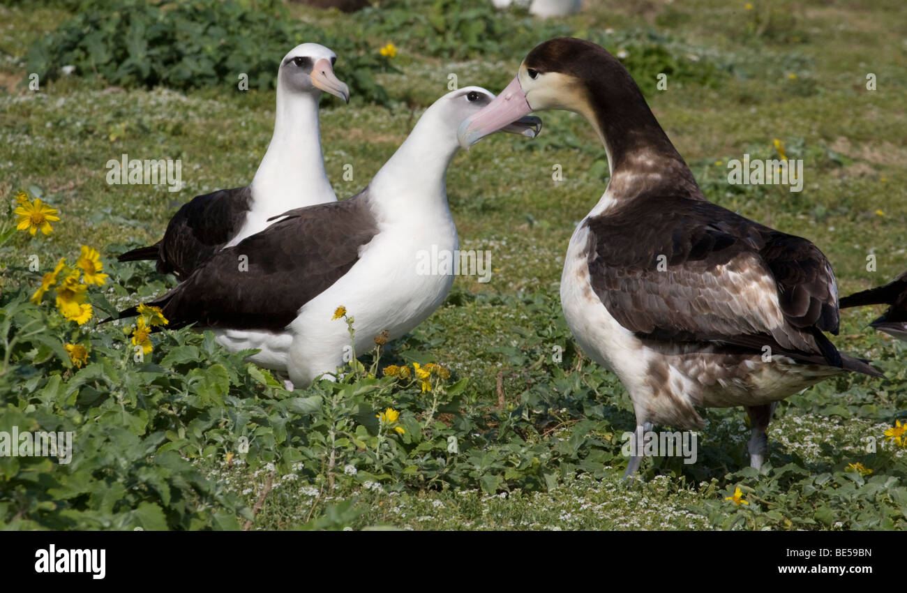 Lone young Short-tailed Albatross courting the smaller Laysan Albatross in the absence of any other birds of his own species on the island Stock Photo