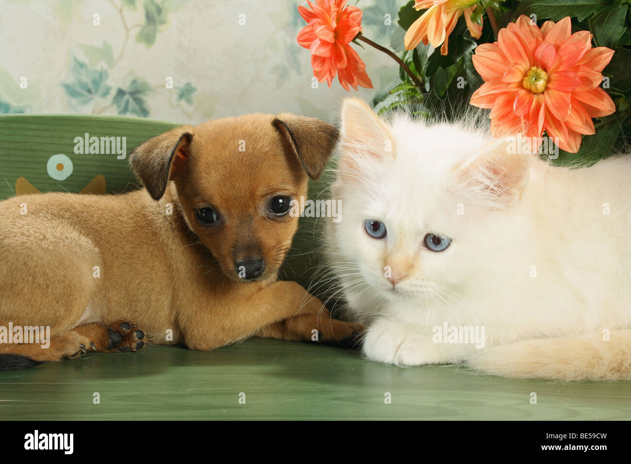 animal friendship: Sacred cat of Burma kitten and Russian Toy Terrier puppy - lying Stock Photo