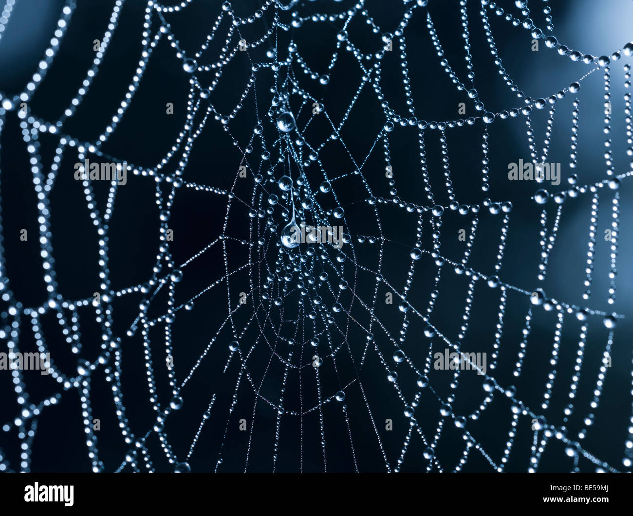 Spider web with dew drops Stock Photo