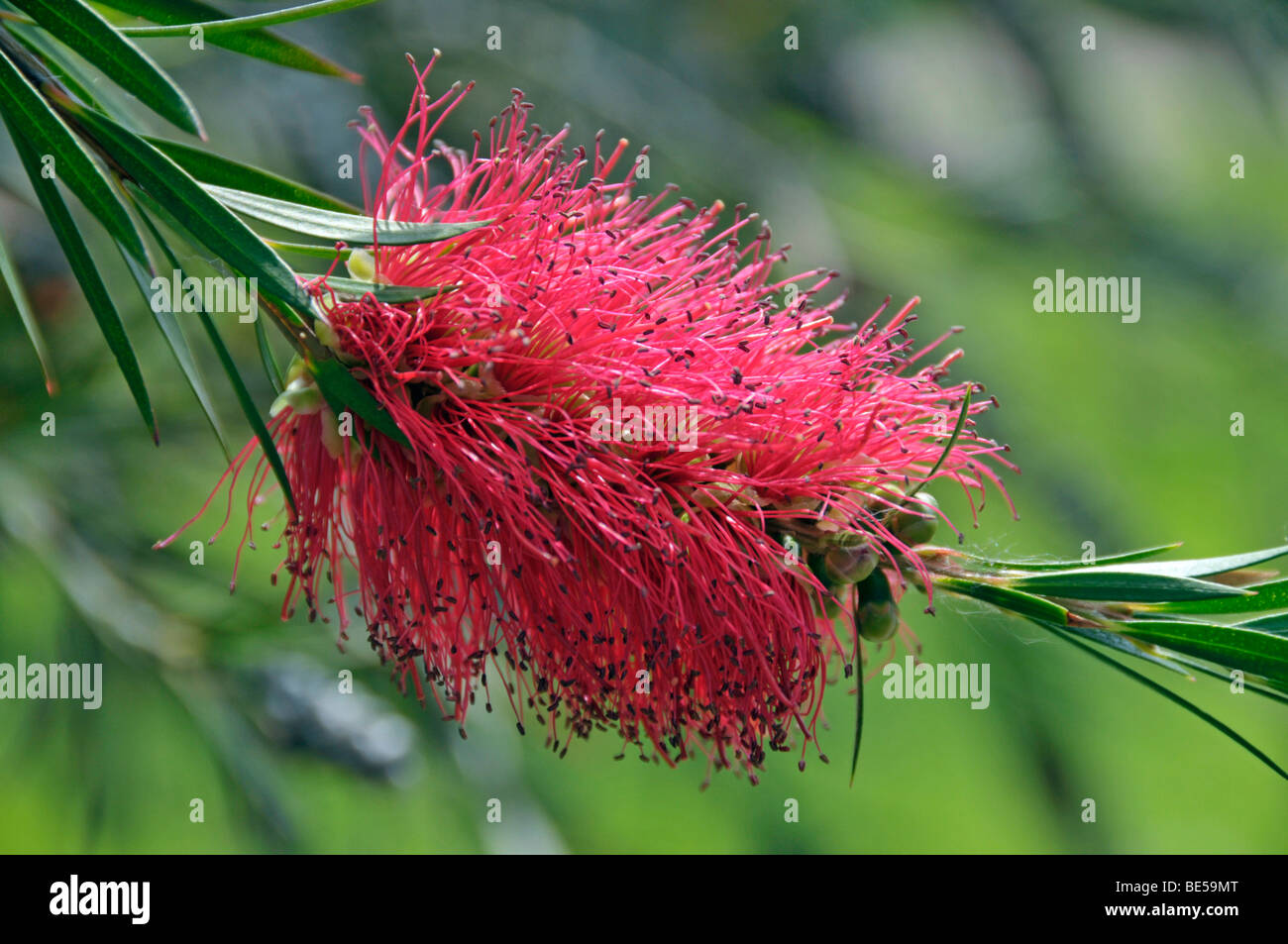 Bottlebrush (Callistemon), Australia Stock Photo