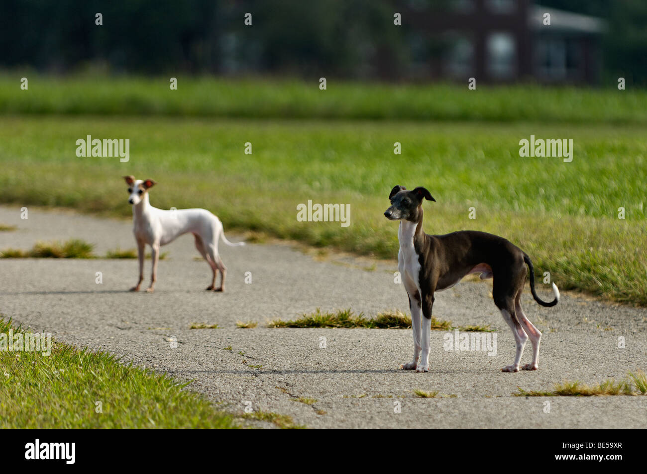 Pair of Italian Greyhounds Stock Photo Alamy