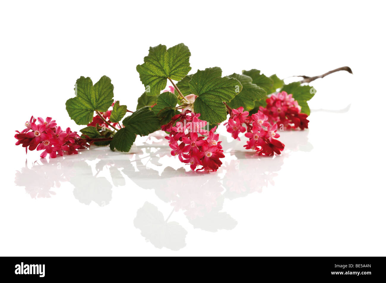 Red-flowering Currant (Ribes sanguineum) Stock Photo