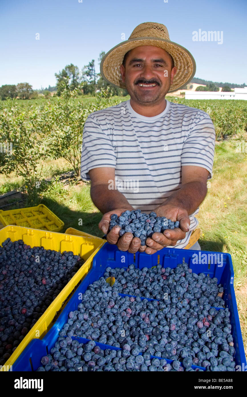 Worker harvesting blueberries on a farm near McMinnville, Oregon, USA. Stock Photo