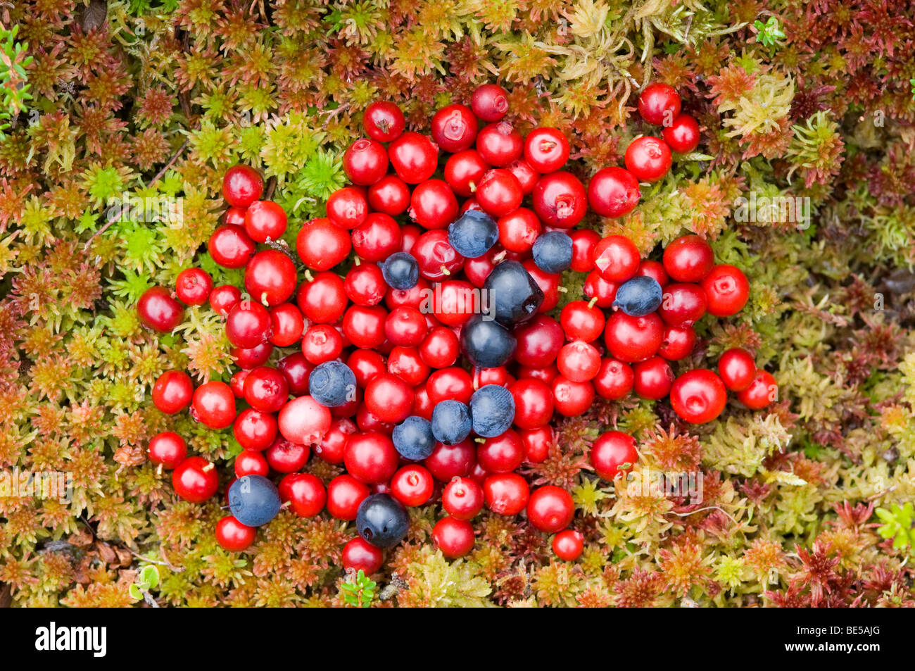 Wild food. Red berries/ fruits of Cowberry, or Lingonberry, Vaccinium vitis-idaea, and black berries of Bilberry, V. myrtillus Stock Photo