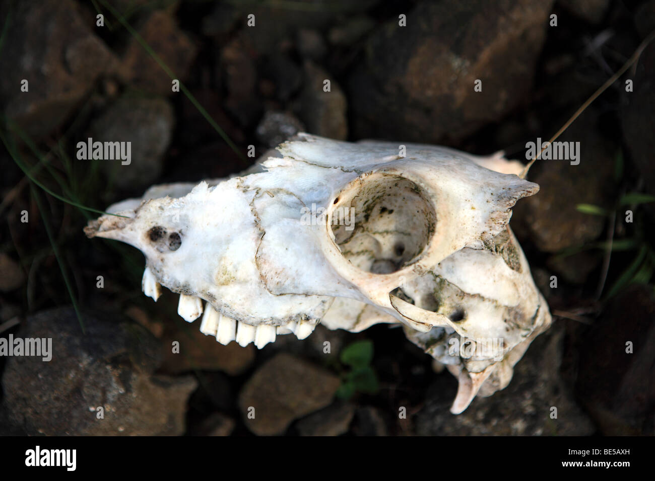Part of a Sheep's skull with lower jaw and 'Roman nose' missing Stock Photo