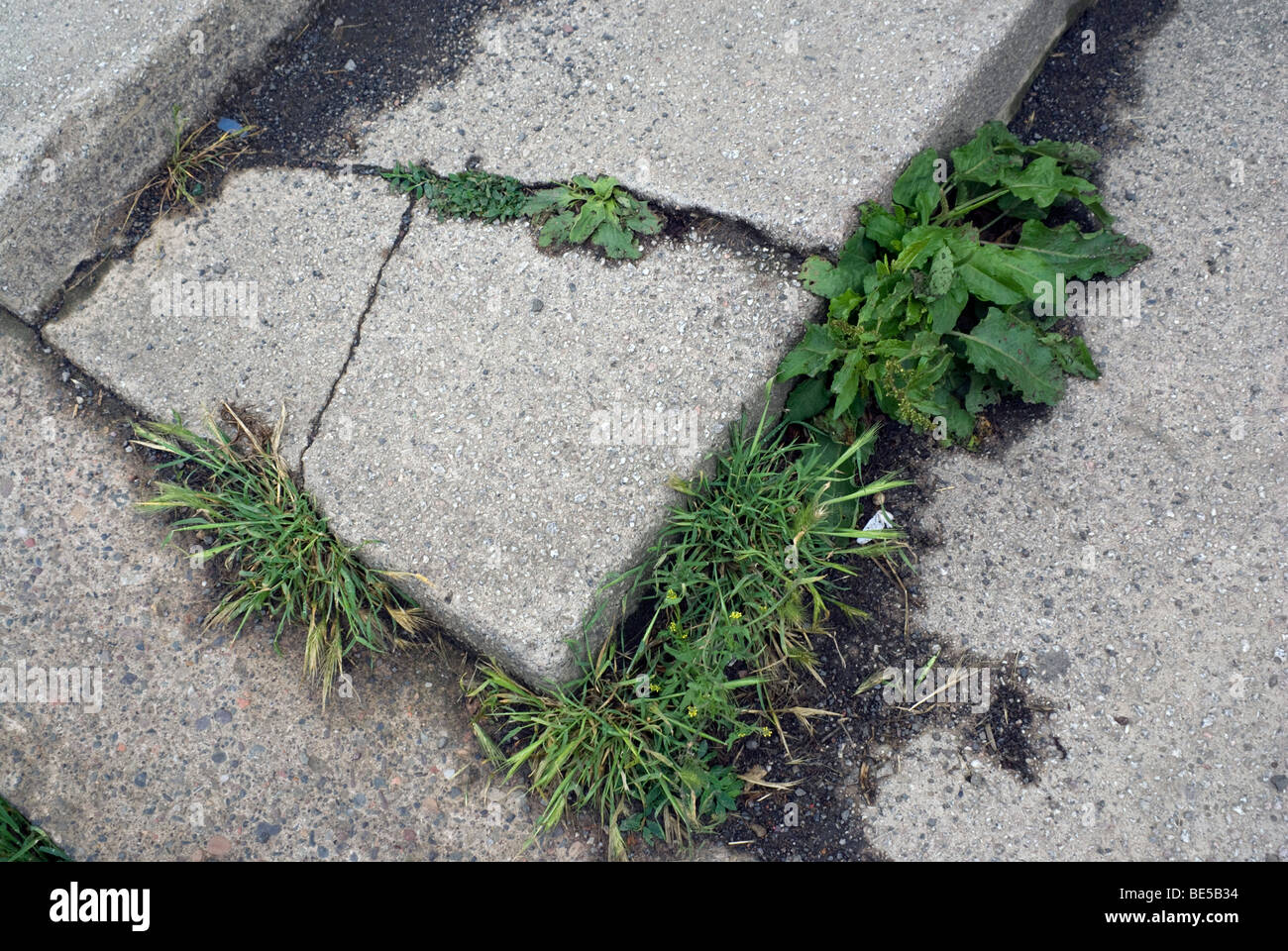 Weedfilled cracks in a concrete step Stock Photo Alamy