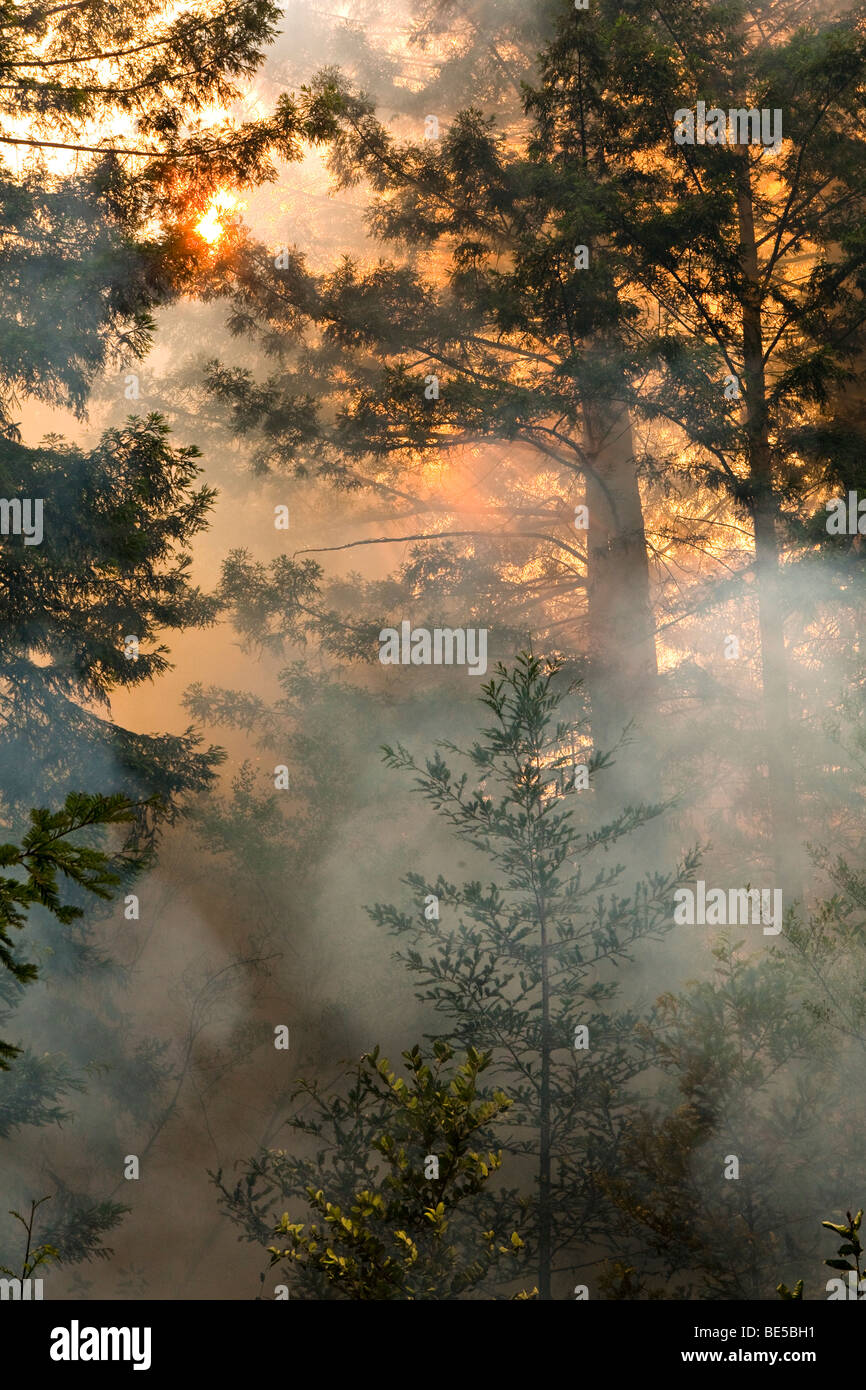 California Lockheed wildfire in Santa Cruz Mountains. CALFIRE/CDF ...
