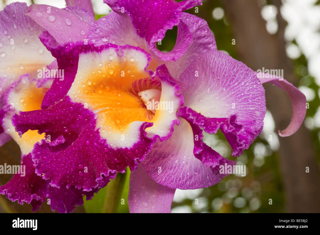 Cattleya orchids are popular and easy to grow. Stock Photo