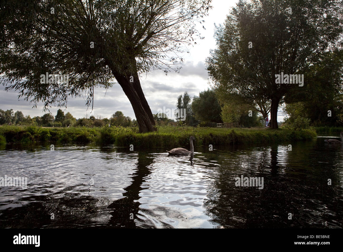 Signet on river Stour, Dedham, Essex, England Stock Photo