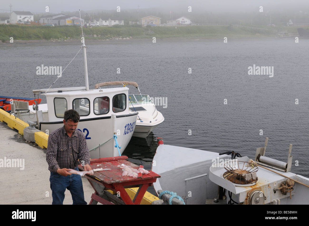 Fisherman inspecting cod fish on the pier at Rocky Harbour Newfoundland in fog Stock Photo