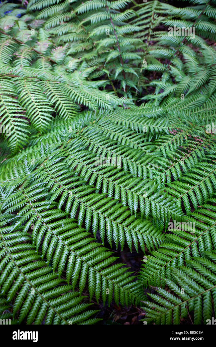 tree fern Stock Photo