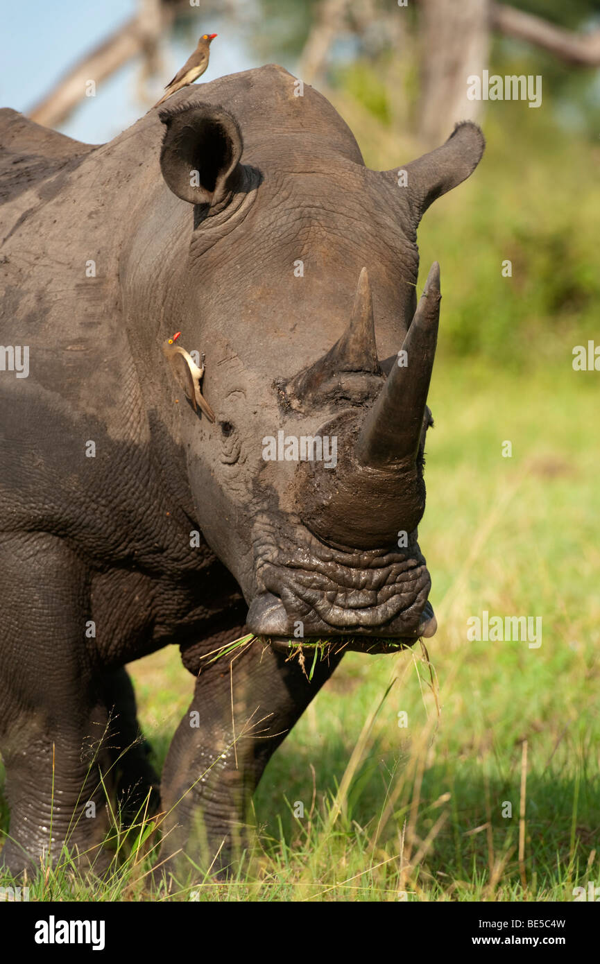 Red billed oxpecker rhino hi-res stock photography and images - Alamy