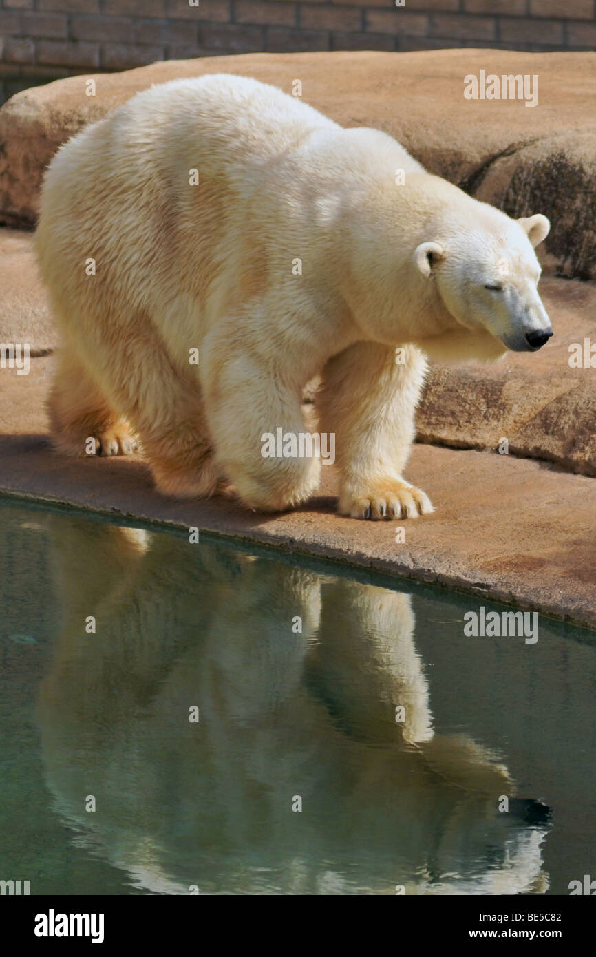 Polar bear reflection Stock Photo Alamy